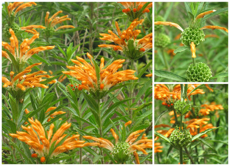 Leonotis leonorus flower collage 3の写真素材