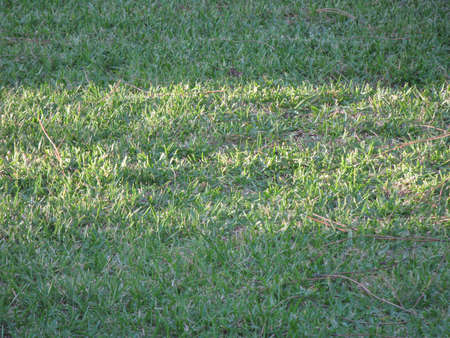 Green lawnの写真素材