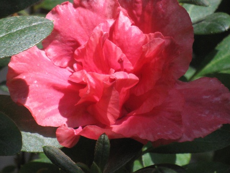 Azalea 7の写真素材