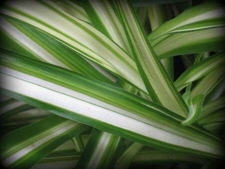 Chlorophytum  print style の写真素材