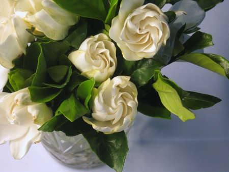 Gardenia flowersの写真素材
