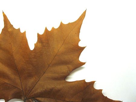 Dried leafの写真素材