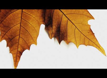 Dried leaf