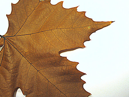 Dried leafの写真素材