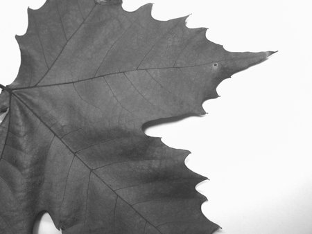 Dried leaf