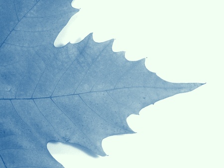 Dried leafの写真素材
