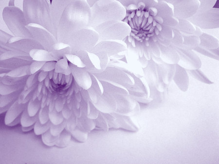 White dahliaの写真素材