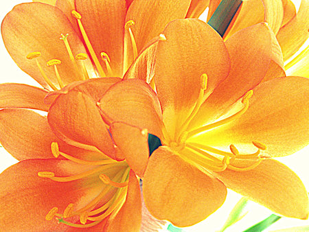 Clivia flowers HDR