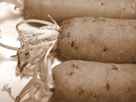 Carrotsの写真素材