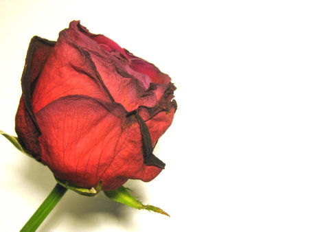 Fading roseの写真素材