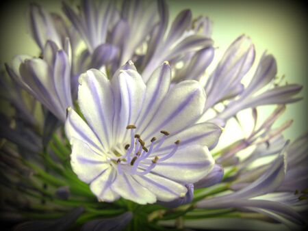 Agapanthus flowersの写真素材