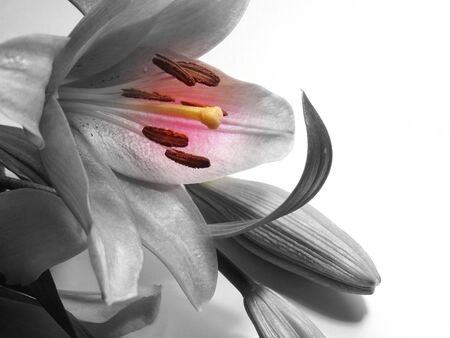 Lilium flowerの写真素材