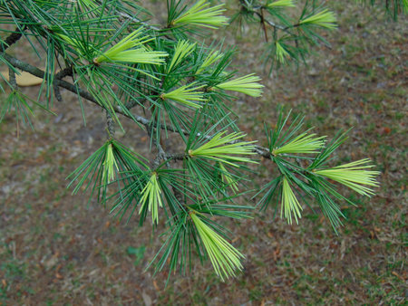 Cedar in bloom