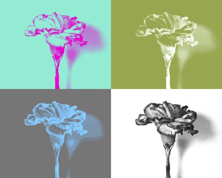 Carnation flowersの写真素材