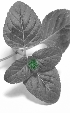 Mintの写真素材