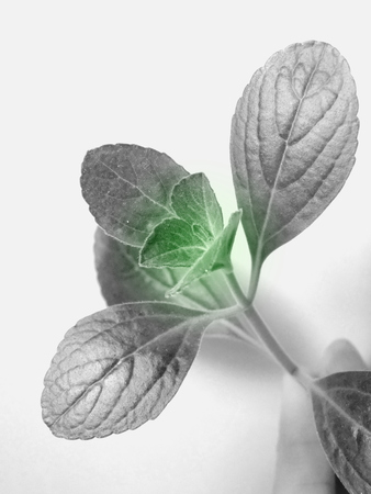 citronella leavesの写真素材