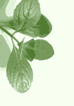 citronella leavesの写真素材