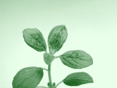 Oregano leavesの写真素材