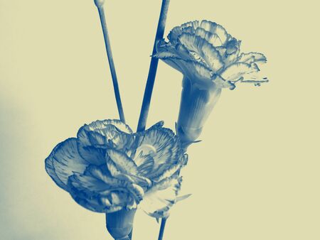 Carnation flowersの写真素材