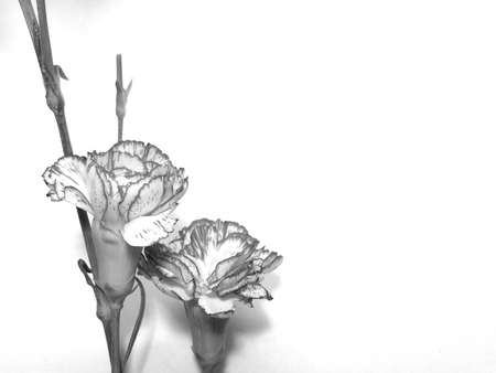 Carnation flowersの写真素材