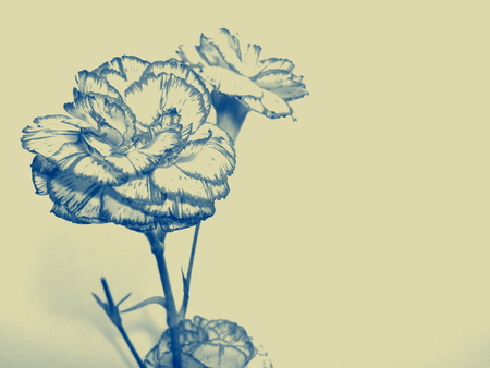 Carnation flowersの写真素材