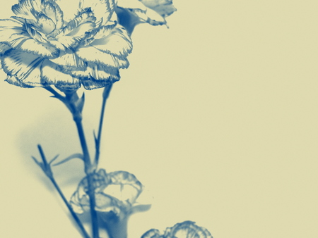 Carnation flowersの写真素材