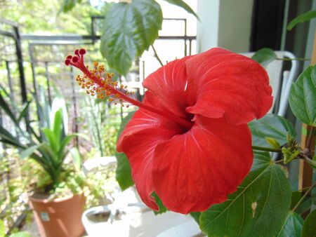 Hibiscus roseの写真素材