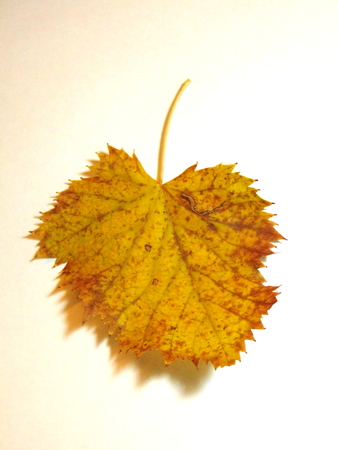Linden leafの写真素材