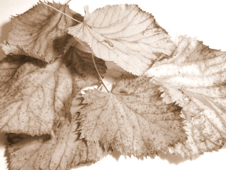 Linden leaves