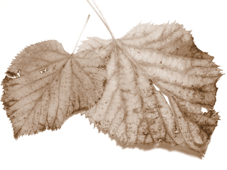 Linden leavesの写真素材