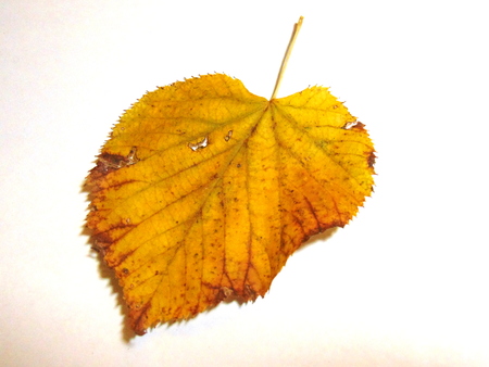 Linden leafの写真素材