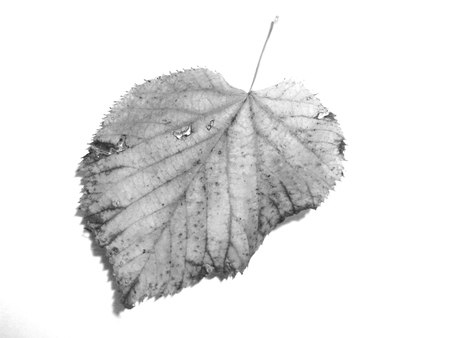 Linden leafの写真素材