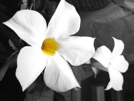 dipladenia flowerの写真素材