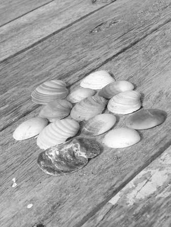 Seashellsの写真素材