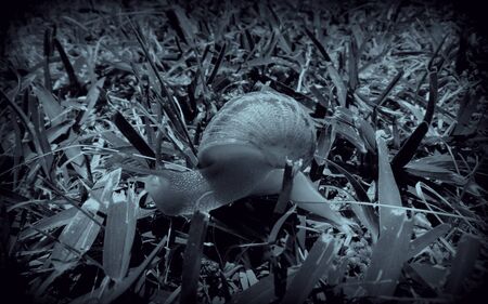 snailの写真素材