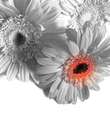 Gerbera flower / s in white backgroundの写真素材