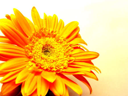 Gerbera flower / s in white backgroundの写真素材