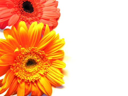 Gerbera flower / s in white backgroundの写真素材