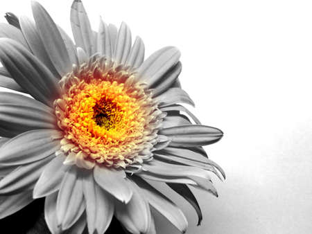 Gerbera flower / s in white backgroundの写真素材