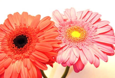 Gerbera flower / s in white backgroundの写真素材