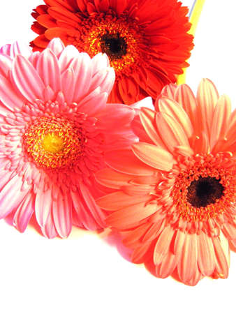 Gerbera flower / s in white bachgroundの写真素材
