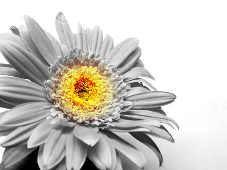 Gerbera flower / s in white bachgroundの写真素材