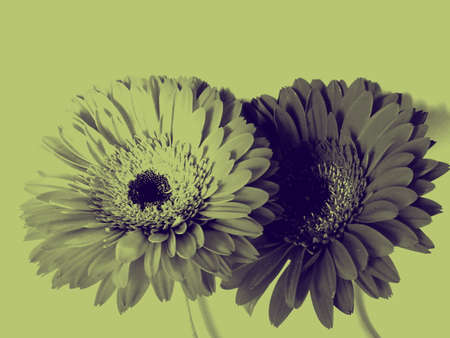 Gerbera flower / s in white bachgroundの写真素材