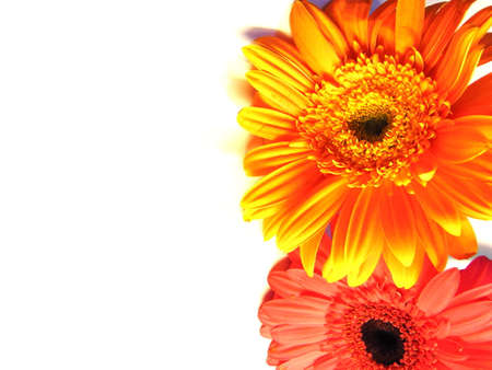 Gerbera flower / s in white bachgroundの写真素材