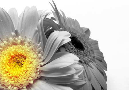 Gerbera flower / s in white bachgroundの写真素材