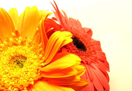 Gerbera flower / s in white bachgroundの写真素材