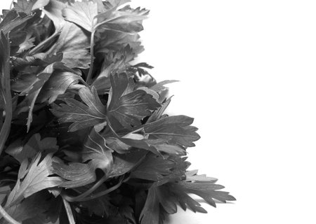 fresh bounch of parsley isolatedの写真素材