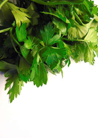 fresh bounch of parsley isolatedの写真素材