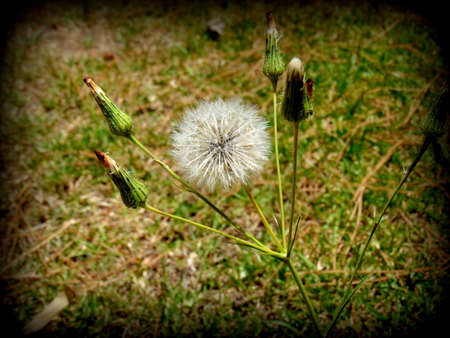 dandelion plant closeup photoの写真素材