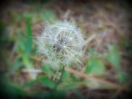 dandelion plant closeup photoの写真素材
